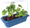 Mini Melons Sprouter Terrarium
