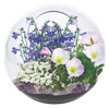 Fairy Triad Glass Terrarium Seed Starting Kit