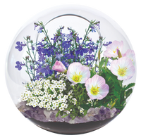 Fairy Triad Glass Terrarium Seed Starting Kit