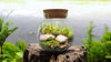 MossBowl- Grow Your Own Beautiful Moss Garden, Complete Kit Come with 3 Mosses!