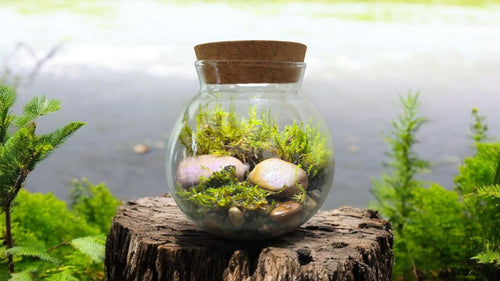 MossBowl- Grow Your Own Beautiful Moss Garden, Complete Kit Come with 3 Mosses!