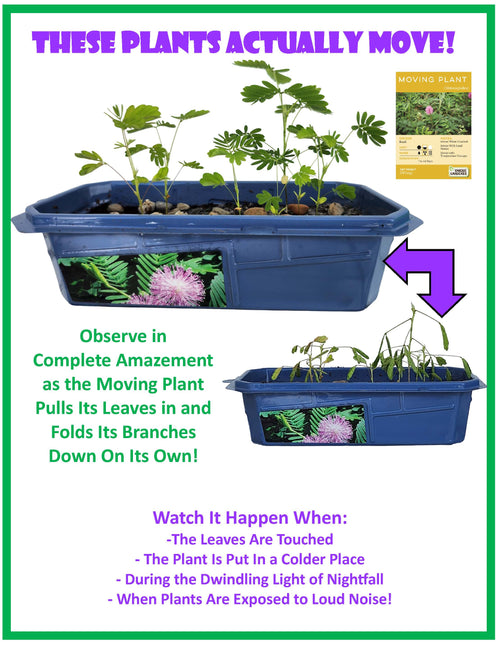 The Astounding Moving Plant Sprouter Terrarium