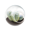 Flowering Cacti Tiny Terrariums Bundle - 2 each of 3 Varieties