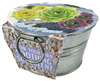 Flowering Tin Garden Variety Pack - 1 Each of 3 Varieties