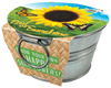 Pail of Sunshine - Grow Your Own Sunflowers Multipack of 3