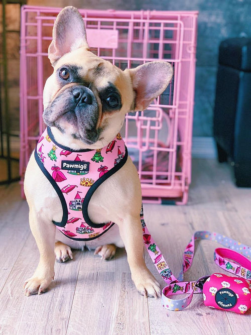 Fairytail Leash Kit