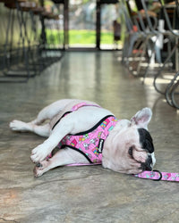 Slumber Pawty Reversible Harness
