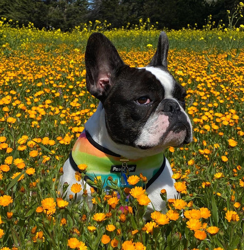 Tie-Dye For Reversible Harness
