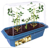 Grow Your Own Peanuts Sprouter Terrarium