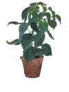 Hot Peppers Plant-It-Starters - Multipack of 4