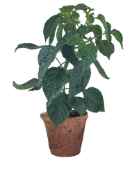 Hot Peppers Plant-It-Starters - Multipack of 4