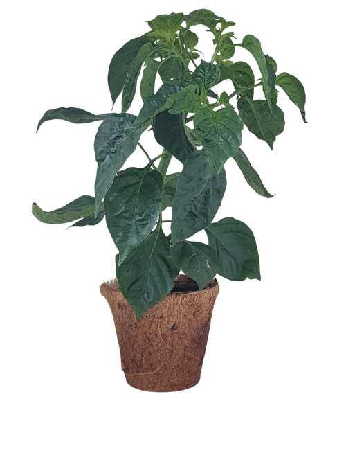 Hot Peppers Plant-It-Starters - Multipack of 4