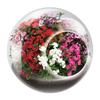 Flowering Tiny Terrariums Bundle - 1 each of 6 Varieties