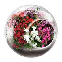 Flowering Tiny Terrariums Bundle - 1 each of 6 Varieties