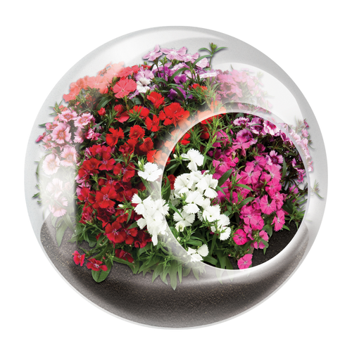 Flowering Tiny Terrariums Bundle - 1 each of 6 Varieties