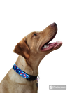 Summer Pop Blue Nylon Dog Collar MD, LG, XL, Leash