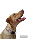 Halloween Colorful Jack O Lanterns Nylon Dog Collar