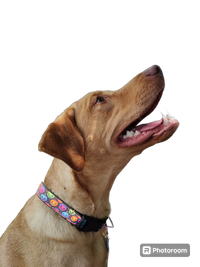 Halloween Colorful Jack O Lanterns Nylon Dog Collar