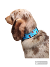 Blue Lil Shit Nylon Dog Collar MD, LG, XL, Leash