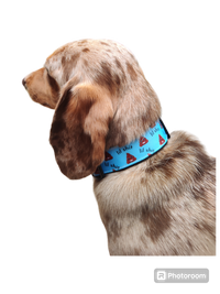 Lil Shit Black Nylon Dog Collar MD, LG, XL, Leash