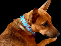 Lil Shit Black Nylon Dog Collar MD, LG, XL, Leash