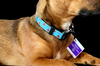 Lil Shit Black Nylon Dog Collar MD, LG, XL, Leash