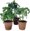 Plant-It-Starters 4 Variety Pack - 1 of Each