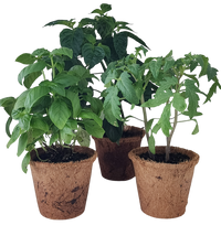 Plant-It-Starters 4 Variety Pack - 1 of Each