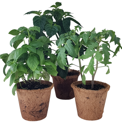 Plant-It-Starters 4 Variety Pack - 1 of Each