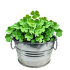 Pot O' Good Luck - Grow Your Own Shamrocks Multipack of 3