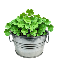 Pot O' Good Luck - Grow Your Own Shamrocks Multipack of 3