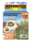 Resurrection Plant -  Multipack of 3