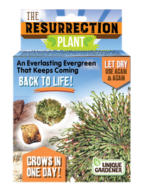 Resurrection Plant -  Multipack of 3