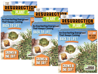 Resurrection Plant -  Multipack of 3
