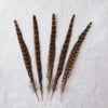Natural Female Pheasant Tail Feathers (100PCS)