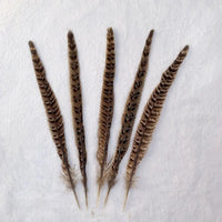 Natural Female Pheasant Tail Feathers (100PCS)