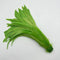 Apple Green / 35-40CM
