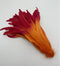 Orange Red / 35-40CM