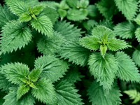 South Mountain Nursery Urtica Dioica Stinging Nettle Seeds - Heirloom Perennial Herb,