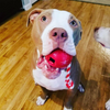 USA-K9 Cherry Bomb Rubber Dog Chew Toy | K9 Handler Reward Toy | Blue | USA Made