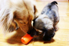 Can Toy Rubber Dog Chew Toy for Average Chewers | Treat Dispenser | USA Made