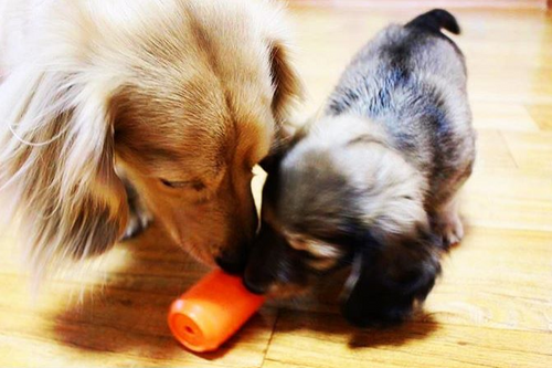 Can Toy Rubber Dog Chew Toy for Average Chewers | Treat Dispenser | USA Made