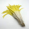 Yellow White / 35-40CM