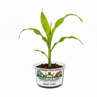 Sweet Corn Grow Kit | Grow Sweet Corn from Seed | Seeds In A Cup®