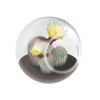 Flowering Cacti Tiny Terrariums Bundle - 2 each of 3 Varieties