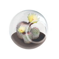Flowering Cacti Tiny Terrariums Bundle - 2 each of 3 Varieties