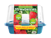 Sweet Everbearing Strawberries Sprouter Terrarium