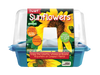 Dwarf Sunflowers Sprouter Terrarium