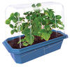 Sweet Everbearing Strawberries Sprouter Terrarium