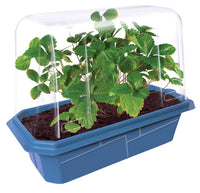 Sweet Everbearing Strawberries Sprouter Terrarium